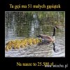 Przelicznik...