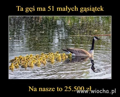 Przelicznik...