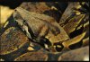 Tragedia w sklepie zoo.Pokarm zabił konsumenta