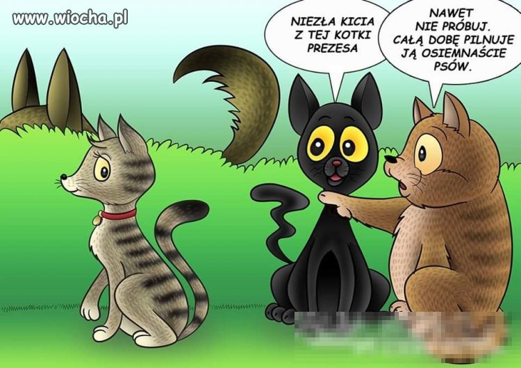 Niezła 