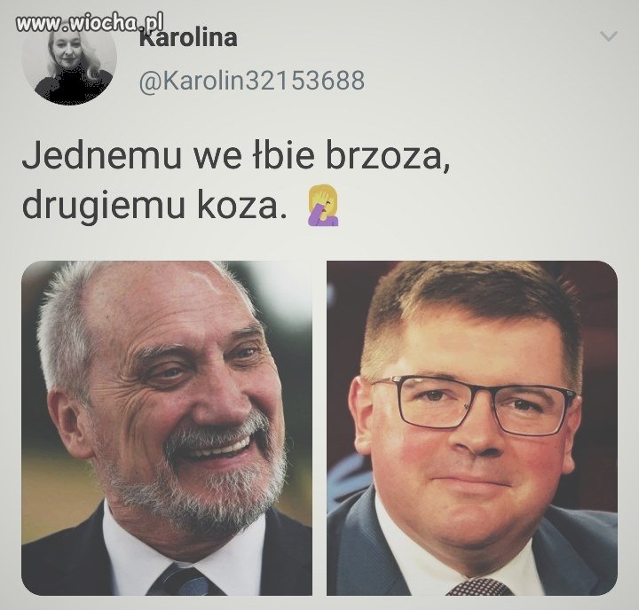 Brzoza i koza