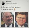 Brzoza i koza