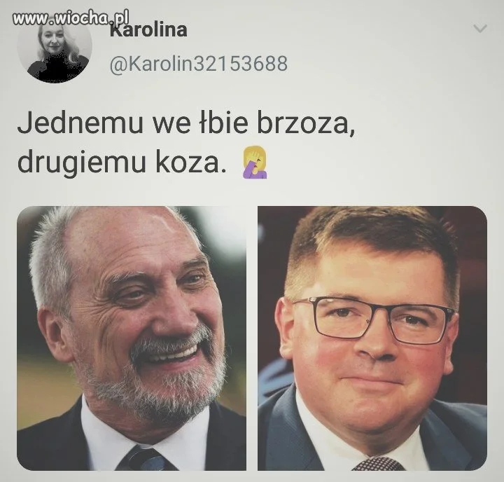 Brzoza i koza