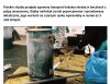 Jedyna korzyść to aspekt zdrowotny