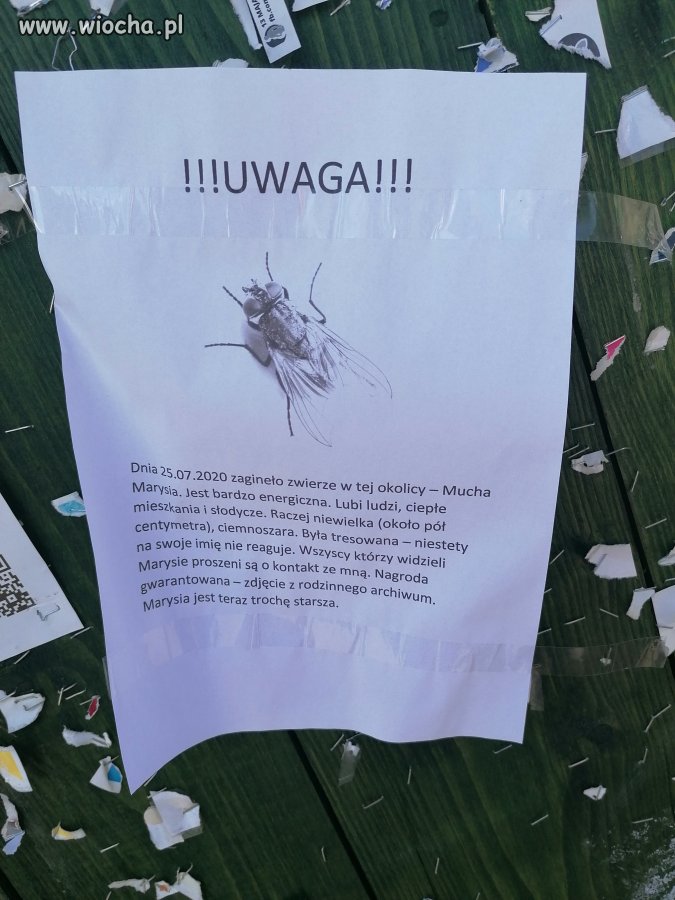 Tablica ogłoszeń w Żywcu 