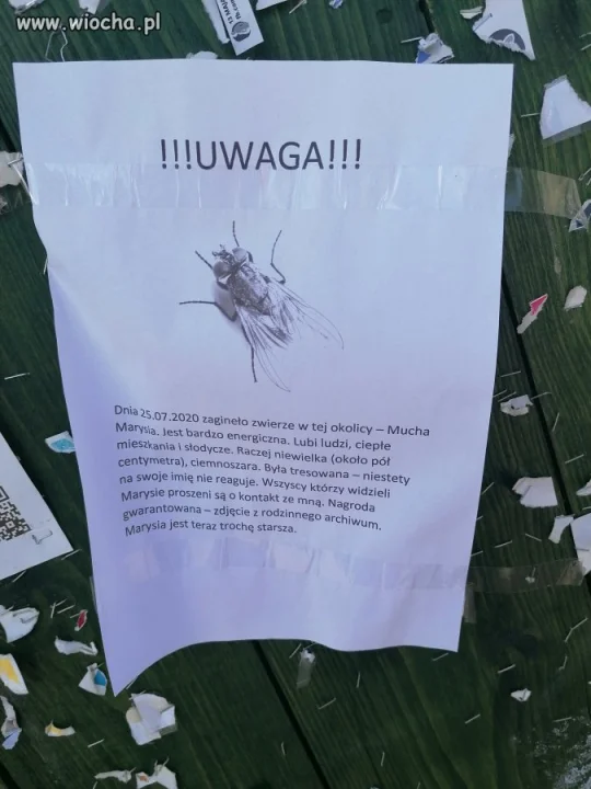 Tablica ogłoszeń w Żywcu 