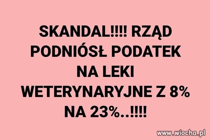 Schodzimy na psy