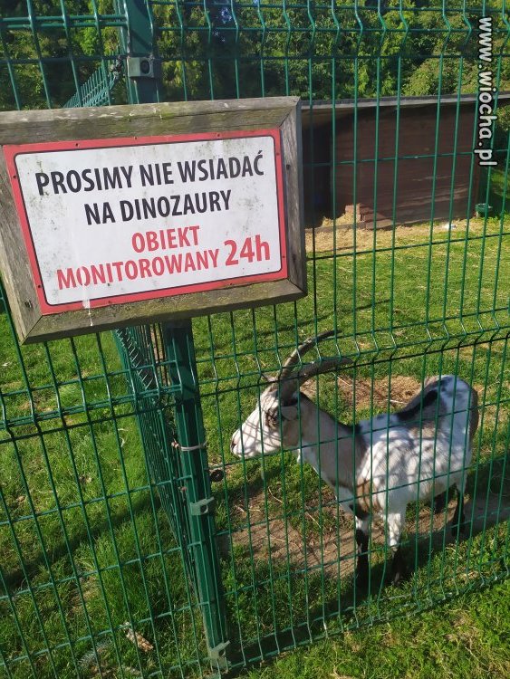Kozozaurus rex...