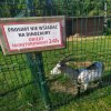 Kozozaurus rex...