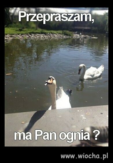 A szefie poratuje pan złotówką ?
