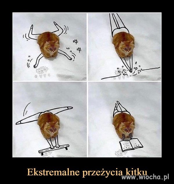 Wysportowany kot 