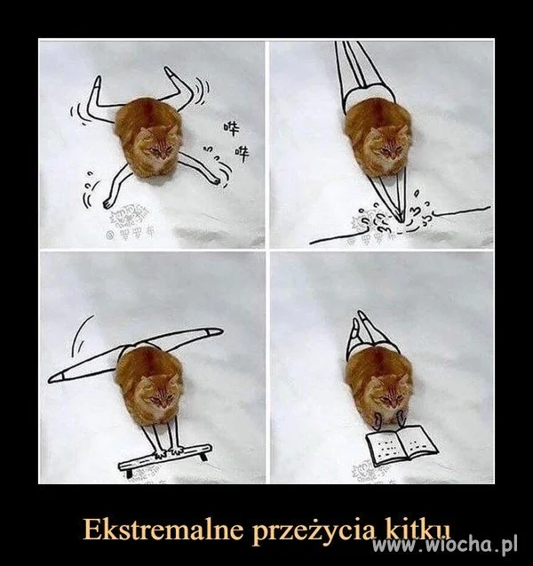 Wysportowany kot 