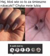 Śmieszne robaczki