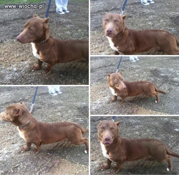 Pitbul z niskim zawieszeniem.