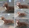 Pitbul z niskim zawieszeniem.