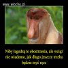 Januszowe Heheszki