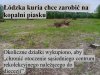 Biznesy czarnych