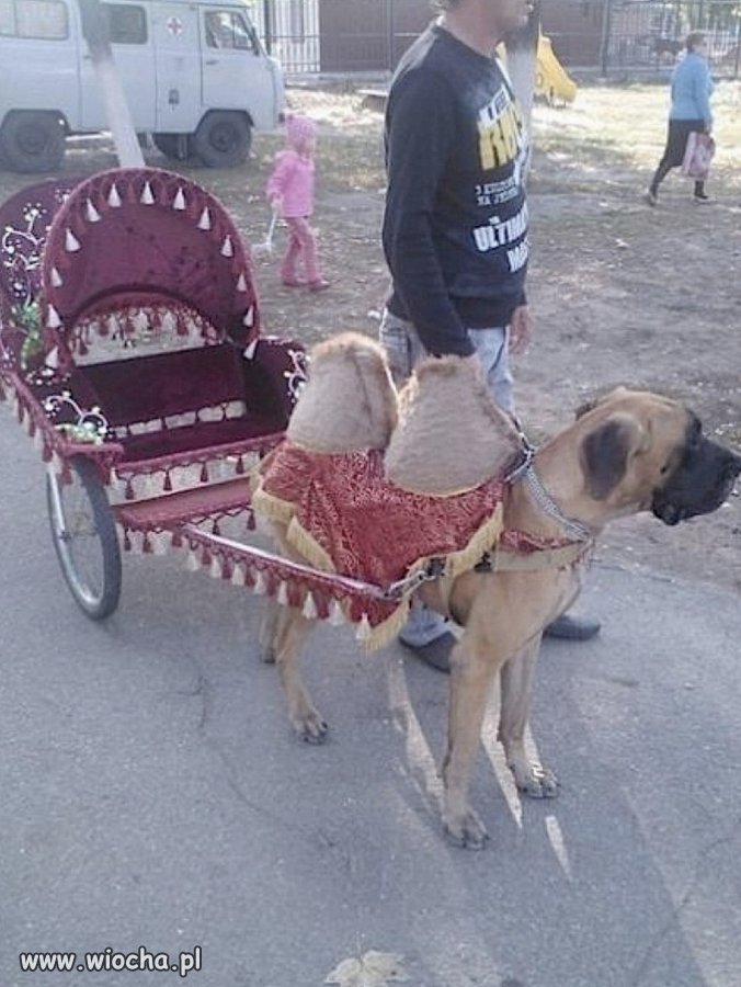 W pustyni i w pusz...