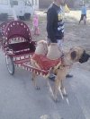 W pustyni i w pusz...