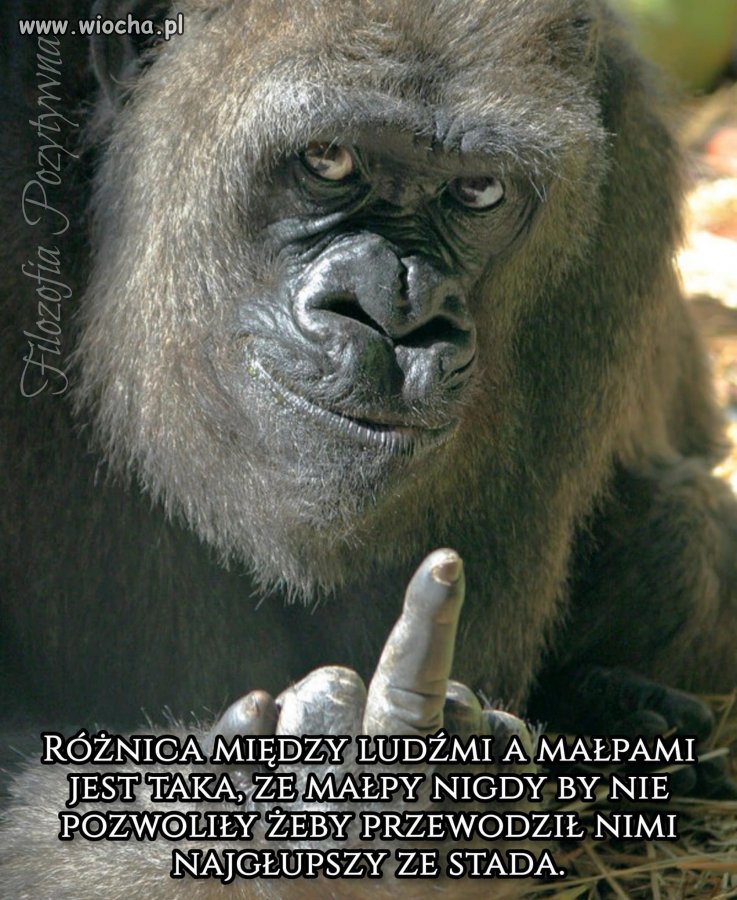 Pis
