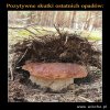 Olewam wiochę 