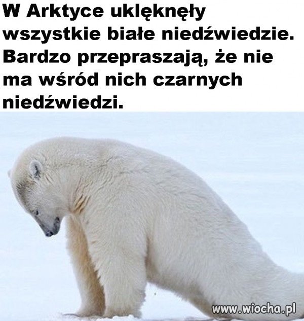 Niedźwiedzie na Arktyce 