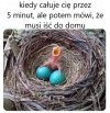Sine jaja 