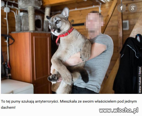 Szok! Puma Nubia i jej właściciel Kamil S. są poszukiwani.