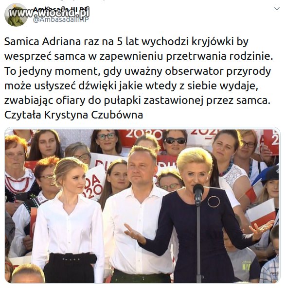 Odezwała się