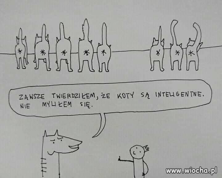 Mądre koty