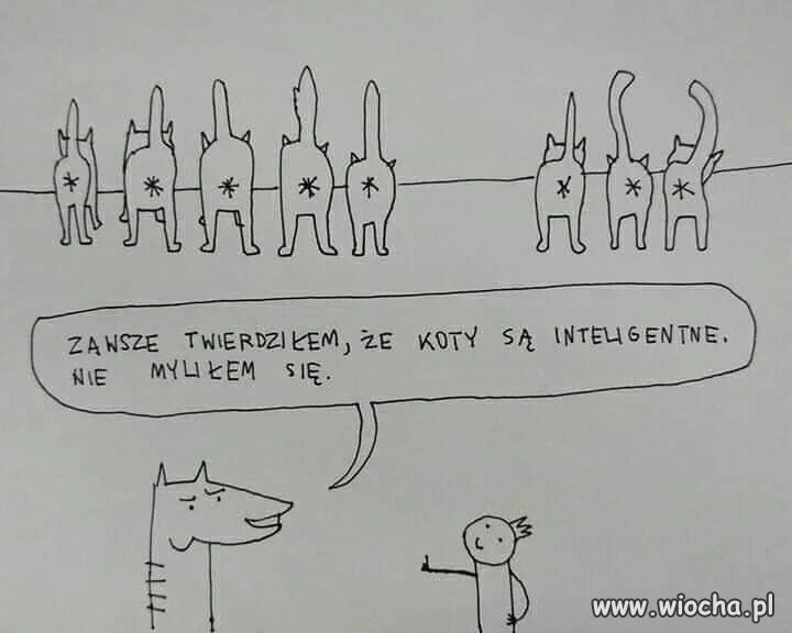 Mądre koty
