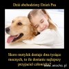 Dzień psa