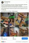 Lis jak żywy i to z do-pałką