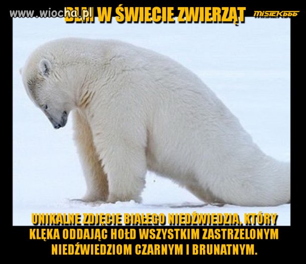 Ruch BLM