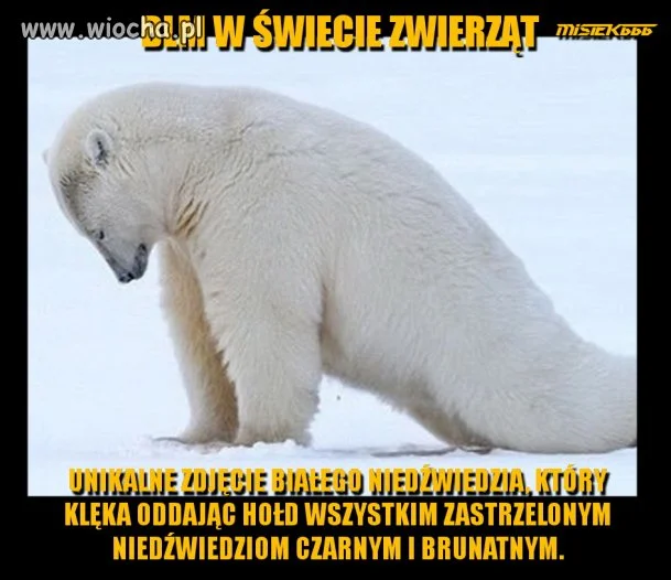 Ruch BLM