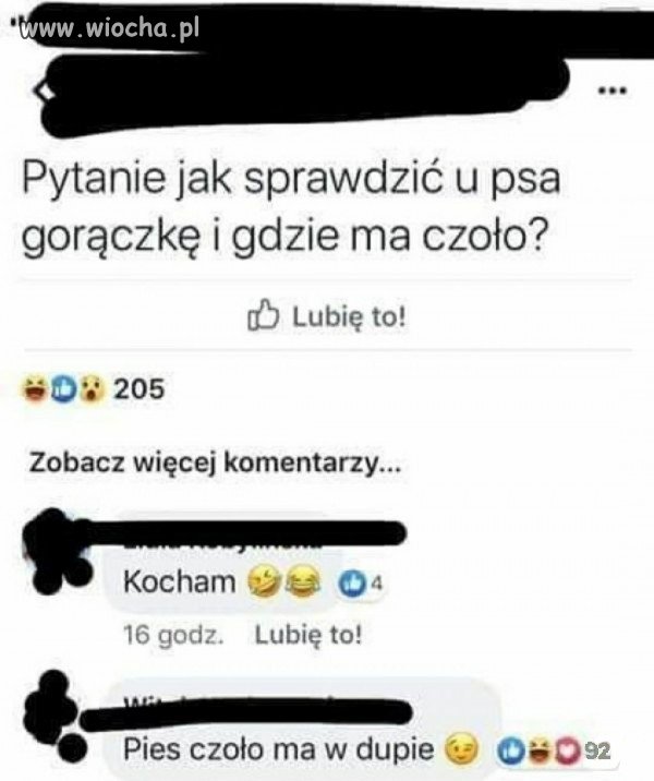 Porady weterynaryjne   