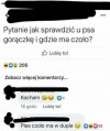 Porady weterynaryjne   