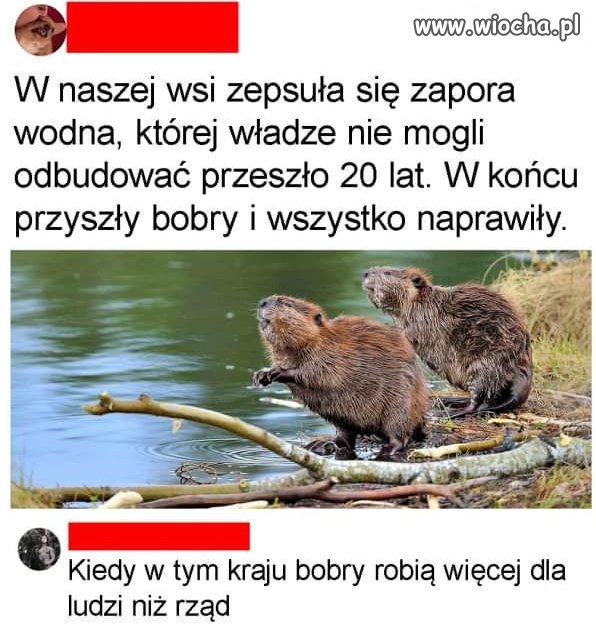 Heheszki polityczne