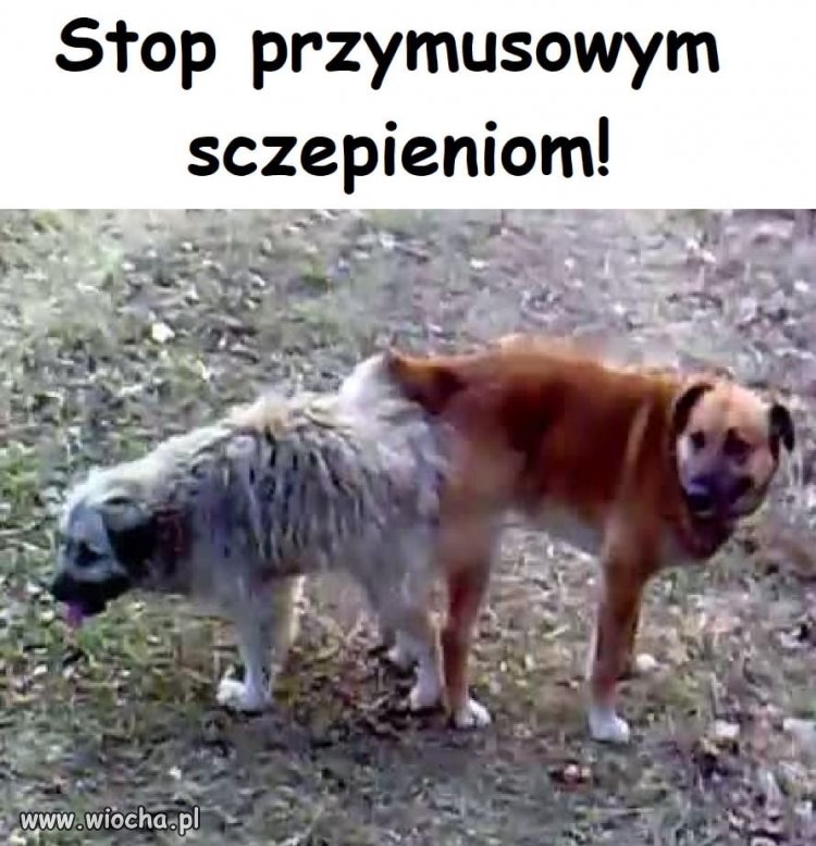 Pisiorom sie pjbło