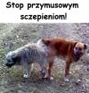 Pisiorom sie pjbło