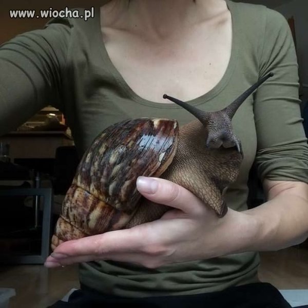 Zwierzątka