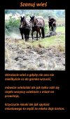 Bez wsi miasta by upadły 