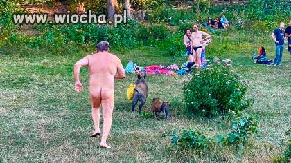 Dzik ucieka z laptopem w reklamówce