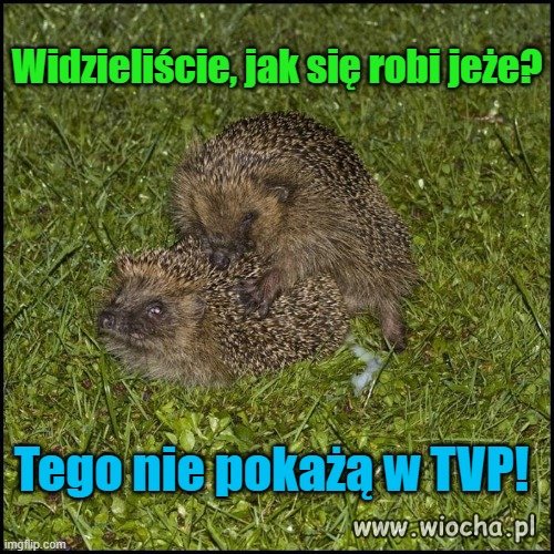 A czy wy, Panowie