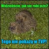 A czy wy, Panowie