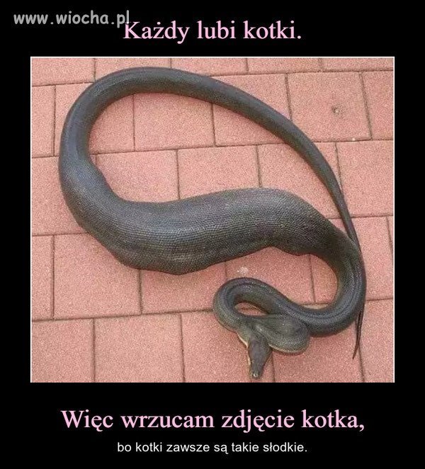 KOTEK  