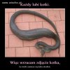 KOTEK  