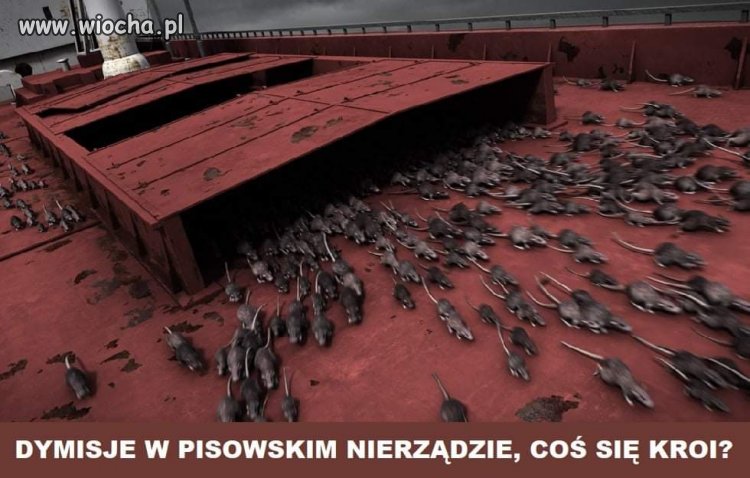 Coś się kroi 