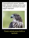 Rasistowskie ptaki ?