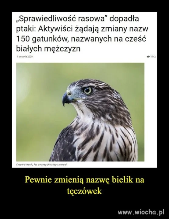 Rasistowskie ptaki ?